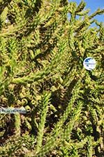 Marathonas Cactus plants | Aegina | Greece  1 - Photo GreeceGuide.co.uk