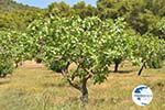 Pistache trees near Palaiochora | Aegina | Greece  Photo 3 - Photo GreeceGuide.co.uk