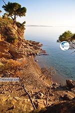 Klein Sandy beach between the dennebomen near Skala | Angistri (Agkistri) - Saronic Gulf Islands - Greece | Photo 3 - Photo GreeceGuide.co.uk