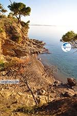 Klein Sandy beach between the dennebomen near Skala | Angistri (Agkistri) - Saronic Gulf Islands - Greece | Photo 4 - Photo GreeceGuide.co.uk