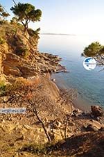 Klein Sandy beach between the dennebomen near Skala | Angistri (Agkistri) - Saronic Gulf Islands - Greece | Photo 4 - Photo GreeceGuide.co.uk