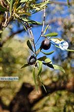 Olive tree near Steni Vala Alonissos | Sporades | Greece  - Photo GreeceGuide.co.uk