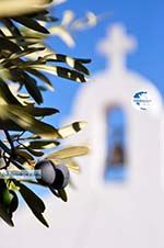 Olive tree near chappel Agios Petros Steni Vala Alonissos | Sporades | Greece  - Photo GreeceGuide.co.uk