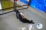 MOM, Monachus-Monachus seals Alonissos | Sporades Photo 11 - Photo GreeceGuide.co.uk