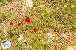 Bloemen in Penteli near Athens | Attica | Attica - Photo GreeceGuide.co.uk