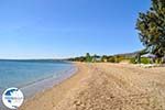 Nea Makri near Athens | Attica - Central Greece | Greece  Photo 1 - Photo GreeceGuide.co.uk