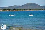 Nea Makri near Athens | Attica - Central Greece | Greece  Photo 42 - Photo GreeceGuide.co.uk