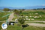 Ancient Pella | Macedonia Greece | Photo 9 - Photo GreeceGuide.co.uk