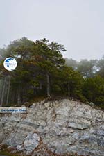 Dennenbossen near Olympus | Pieria Macedonia | Greece - Photo GreeceGuide.co.uk