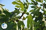 Fig tree | Vori Crete | Photo 1 - Photo GreeceGuide.co.uk