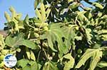 Fig tree | Vori Crete | Photo 2 - Photo GreeceGuide.co.uk
