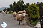 Traditional Village Deliana | Chania Crete | Chania Prefecture 16 - Photo GreeceGuide.co.uk