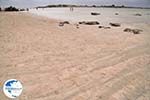 Sandy beach Elafonisi (Elafonissi) | Chania Crete | Chania Prefecture 12 - Photo GreeceGuide.co.uk