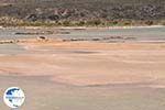 Sandy beach Elafonisi (Elafonissi) | Chania Crete | Chania Prefecture 53 - Photo GreeceGuide.co.uk