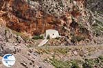 Kourtaliotiko gorge Crete | Greece | Greece  Photo 9 - Photo GreeceGuide.co.uk