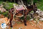 Lassithi Plateau Crete | Greece | Greece  Photo 27 - Photo GreeceGuide.co.uk