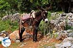 Lassithi Plateau Crete | Greece | Greece  Photo 28 - Photo GreeceGuide.co.uk