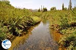 The River in Platanias  | Chania | Crete - Photo GreeceGuide.co.uk