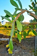 Prickly pear Cactus | South Crete | Greece  Photo 1 - Photo GreeceGuide.co.uk