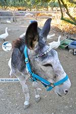 Donkey sanctuary Aghia Marina near Petrokefali | South Crete | Greece  Photo 3 - Photo GreeceGuide.co.uk