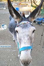 Donkey sanctuary Aghia Marina near Petrokefali | South Crete | Greece  Photo 4 - Photo GreeceGuide.co.uk