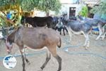 Donkey sanctuary Aghia Marina near Petrokefali | South Crete | Greece  Photo 11 - Photo GreeceGuide.co.uk