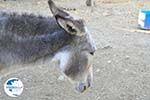 Donkey sanctuary Aghia Marina near Petrokefali | South Crete | Greece  Photo 16 - Photo GreeceGuide.co.uk