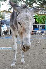 Donkey sanctuary Aghia Marina near Petrokefali | South Crete | Greece  Photo 17 - Photo GreeceGuide.co.uk