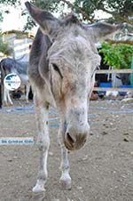 Donkey sanctuary Aghia Marina near Petrokefali | South Crete | Greece  Photo 17 - Photo GreeceGuide.co.uk