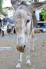 Donkey sanctuary Aghia Marina near Petrokefali | South Crete | Greece  Photo 18 - Photo GreeceGuide.co.uk