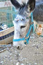 Donkey sanctuary Aghia Marina near Petrokefali | South Crete | Greece  Photo 19 - Photo GreeceGuide.co.uk