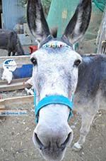 Donkey sanctuary Aghia Marina near Petrokefali | South Crete | Greece  Photo 21 - Photo GreeceGuide.co.uk