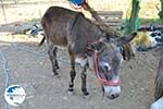 Donkey sanctuary Aghia Marina near Petrokefali | South Crete | Greece  Photo 24 - Photo GreeceGuide.co.uk