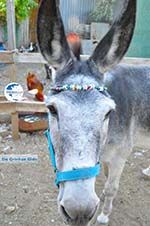 Donkey sanctuary Aghia Marina near Petrokefali | South Crete | Greece  Photo 26 - Photo GreeceGuide.co.uk