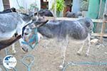 Donkey sanctuary Aghia Marina near Petrokefali | South Crete | Greece  Photo 27 - Photo GreeceGuide.co.uk