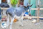 Donkey sanctuary Aghia Marina near Petrokefali | South Crete | Greece  Photo 28 - Photo GreeceGuide.co.uk