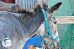 Donkey sanctuary Aghia Marina near Petrokefali | South Crete | Greece  Photo 30 - Photo GreeceGuide.co.uk