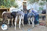 Donkey sanctuary Aghia Marina near Petrokefali | South Crete | Greece  Photo 33 - Photo GreeceGuide.co.uk