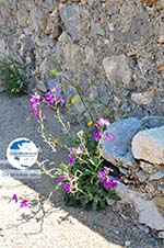 Kythira town (Chora) | Greece | Greece  93 - Photo GreeceGuide.co.uk