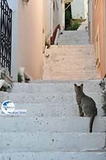 Stenies | Island of Andros | Greece  Photo 7 - Photo GreeceGuide.co.uk