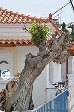 Batsi | Island of Andros | Greece  | Photo 46 - Photo GreeceGuide.co.uk