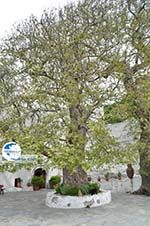 Panachrantou monastery | Island of Andros | Greece  | Photo 18 - Photo GreeceGuide.co.uk