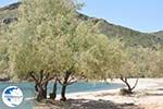 beach Fellos near Gavrio | Island of Andros | Greece  | Photo 11 - Photo GreeceGuide.co.uk