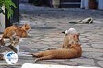 Benitses | Corfu | Ionian Islands | Greece  - Photo 16 - Photo GreeceGuide.co.uk