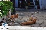 Benitses | Corfu | Ionian Islands | Greece  - Photo 17 - Photo GreeceGuide.co.uk