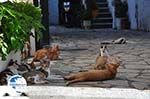 Benitses | Corfu | Ionian Islands | Greece  - Photo 17 - Photo GreeceGuide.co.uk