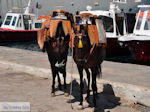 Island of Hydra Greece - Greece  Photo 32 - Photo GreeceGuide.co.uk