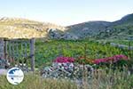 Avlonas near Olympos | Karpathos | Greece  Photo 17 - Photo GreeceGuide.co.uk