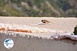 Olympos | Karpathos island | Dodecanese | Greece  Photo 086 - Photo GreeceGuide.co.uk