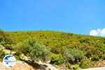 Robola wine region - Cephalonia (Kefalonia) - Photo 261 - Photo GreeceGuide.co.uk